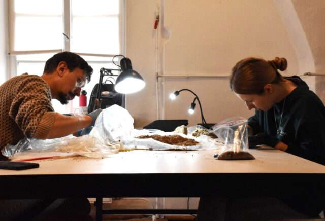 DoHa team members working with bone fragments and selecting samples for bioarchaeological analysis.