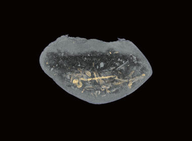 urn from Brzoza _CT scan